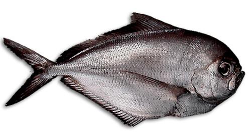 Maricoltura Decapitatrice Evisceratore Filettatrice pesce