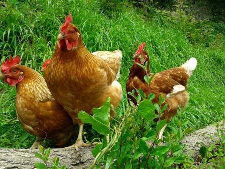 Allevamento polli e galline biologiche e non capannoni