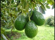 export avocado
