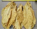 Virignia tobacco leaves