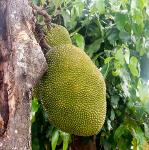Durian intero fresco